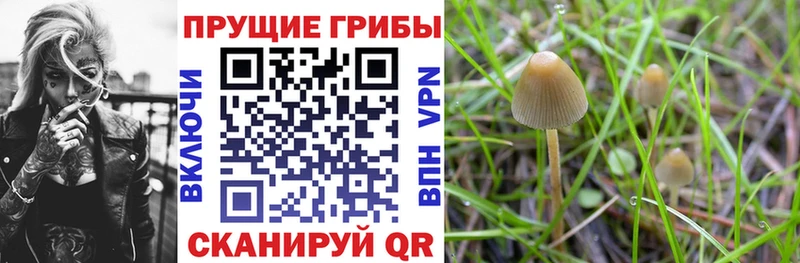 Галлюциногенные грибы Cubensis  Грязи 